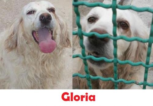 GLORIA