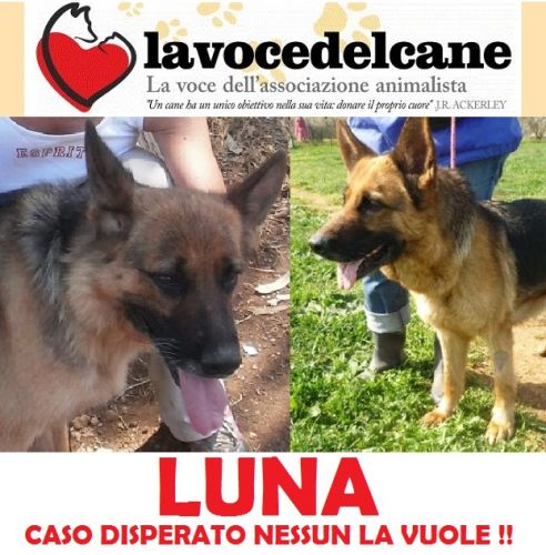 LUNA_CUCCIOLISSIMI