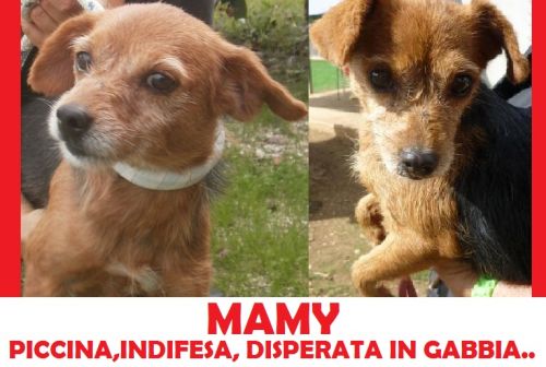 MAMY_APPELLO