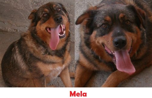 MELA_APPELLO