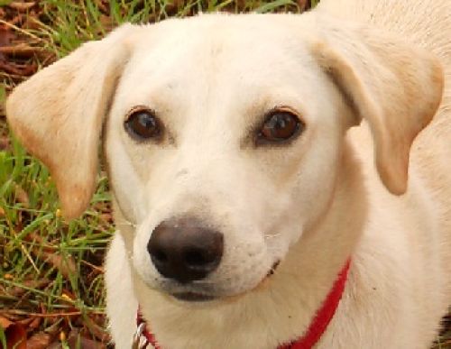 MINI_LABRADORINA_ZOOM
