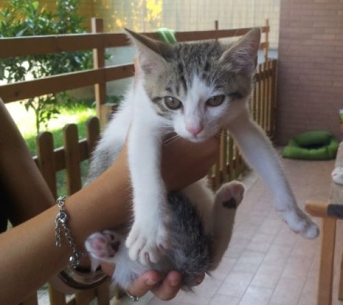 Macchia_micio