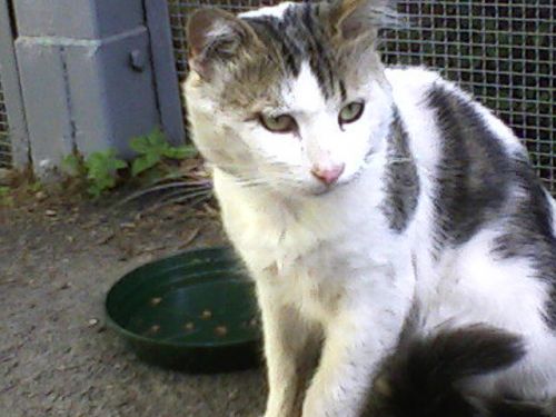 MiaoMiao