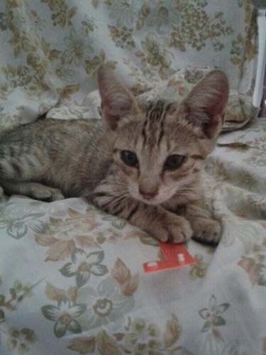 NAPOLEONE