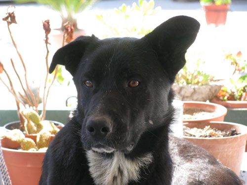 NERONE4