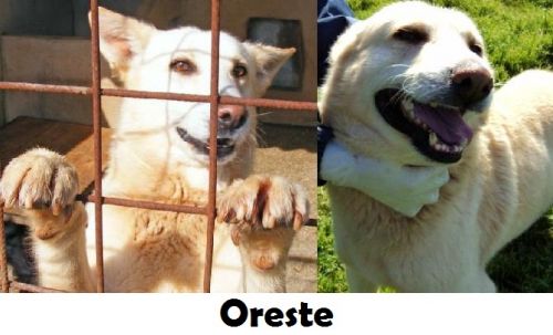 ORESTE