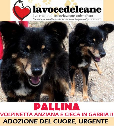 PALLINA_APPELLO