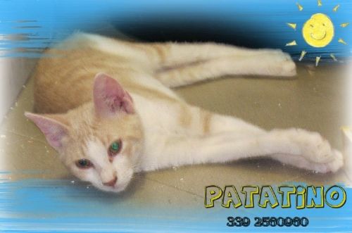 PATATINO