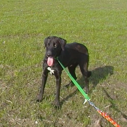 Rudy-canile_Galilei_1