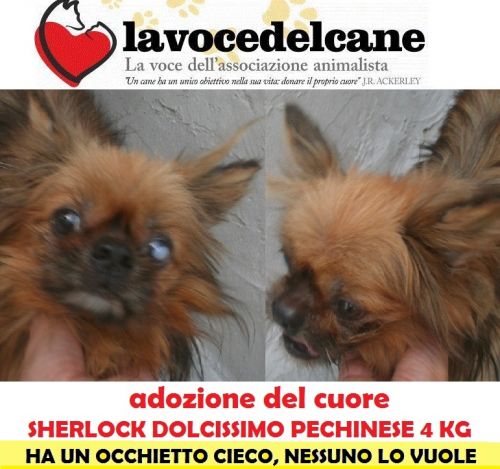 SHERLOCK_APPELLO_copy