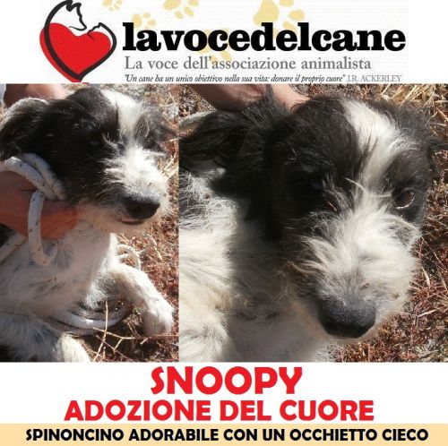 SNOOPY_SPINONCINO