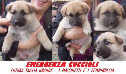 SOS_CUCCIOLI_VITERBO_3_M_1F