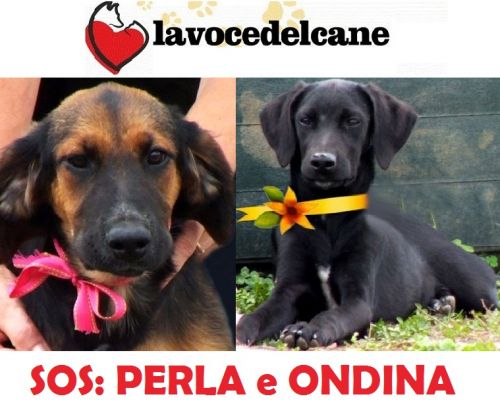 SOS_PERLA_E_ONDINA_cucciolissimi
