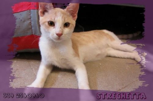 STREGHETTA