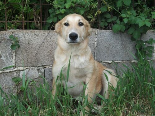 Stella_copy_copy
