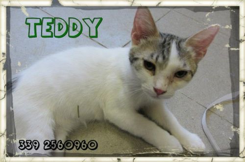 TEDDY