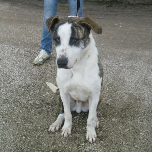 Woody-canile_Galilei