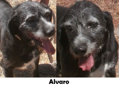 alvaro_SPINOTTO