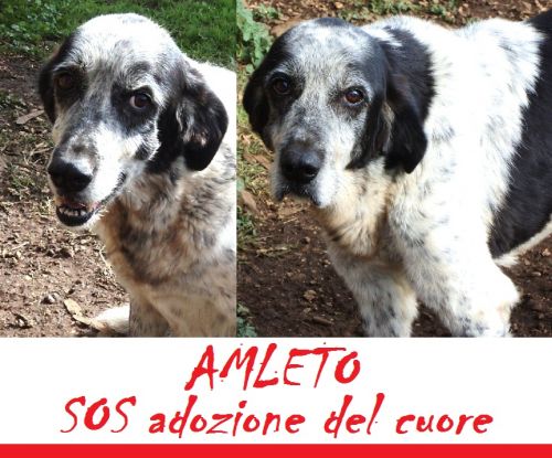 amleto_sos_new