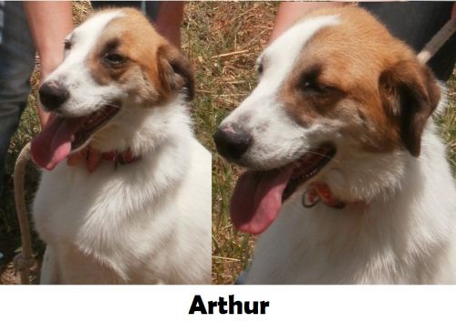 arthur_APPELLO