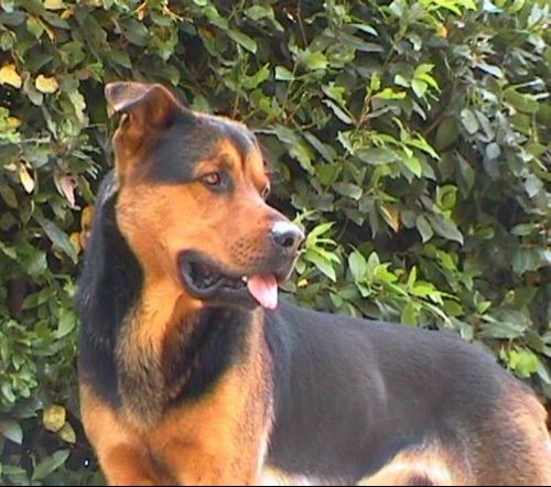 barte_pt_rottweiler