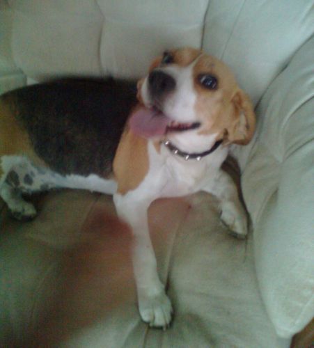 beagle_san_cesareo