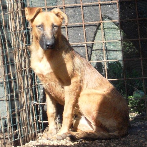 beba_pet_village_1