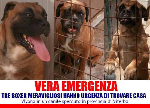 boxer_mix