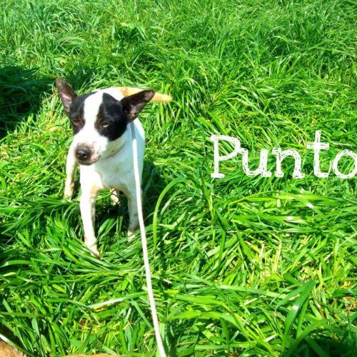 canile-galilei_Punto-1