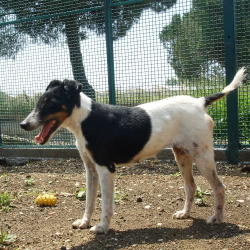 canile-galilei_camomilla