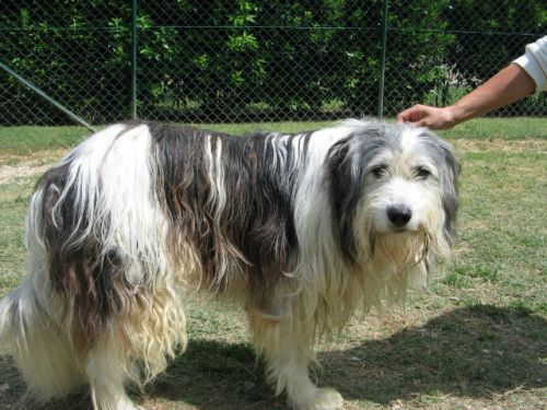 cesare
