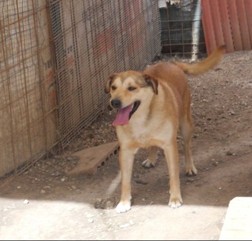 ciro_pet-village