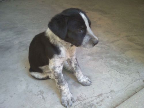 cucciola_setter