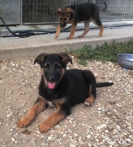 cuccioli-muratella