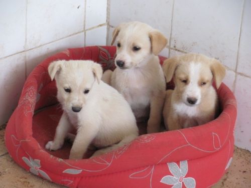 cuccioli110