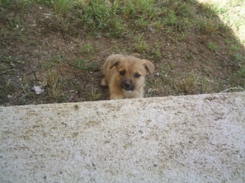 cuccioli_ANTONIA_022