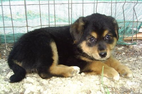 cuccioli_Bingo_86_n