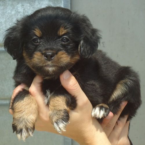 cuccioli_lillina3