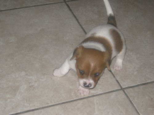 cuccioli_mamma4