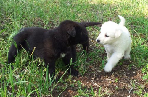 cuccioli_maremmano