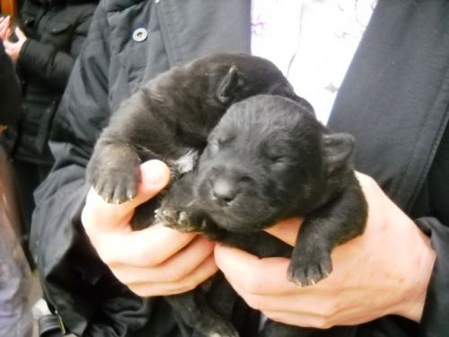 cuccioli_pomezia1