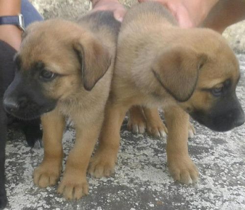 cuccioli_taranto
