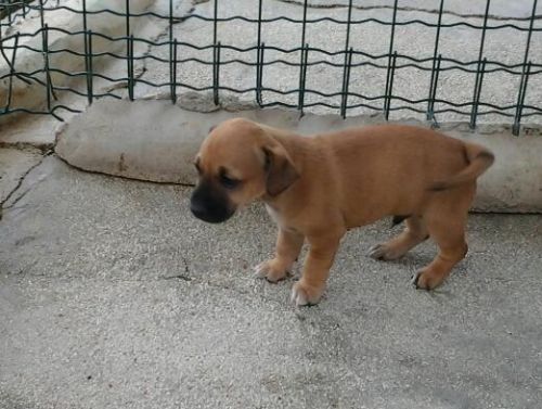 cucciolo_macerata