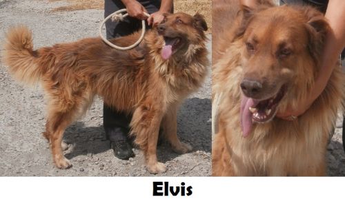 elvis