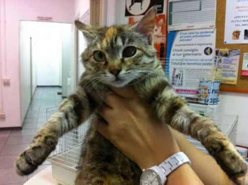 gattina_fiv