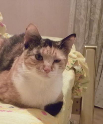gattina_sfrattata