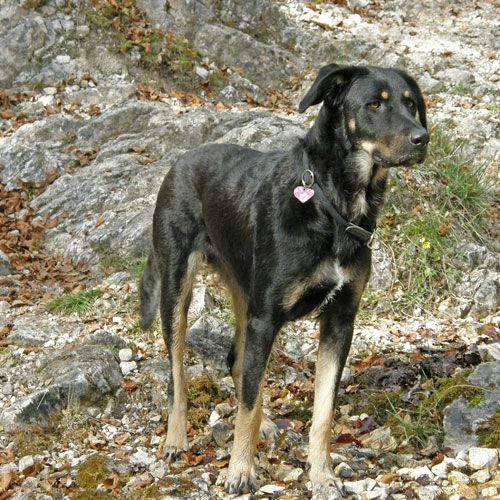 india-e-carla