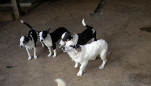 jacchini