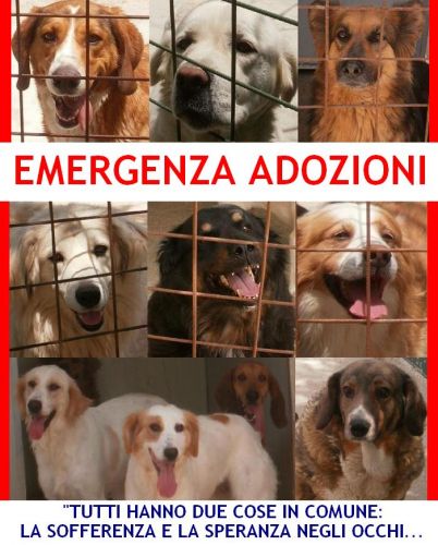 mix_cani_fontana