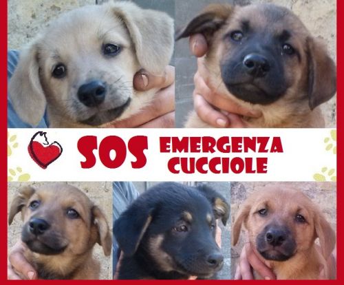 mix_cucciole_gradoli
